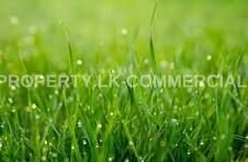 123-perch Agricultural Land for Rent in Aluketiyawa